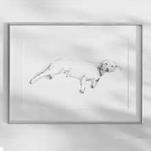 Load image into Gallery viewer, Labrador Retriever Study