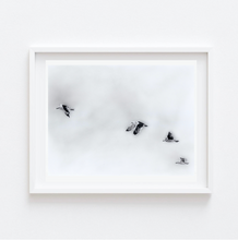 Load image into Gallery viewer, Soaring - Seagulls in Flight