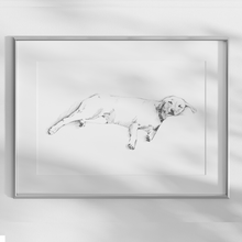 Load image into Gallery viewer, Labrador Retriever Study
