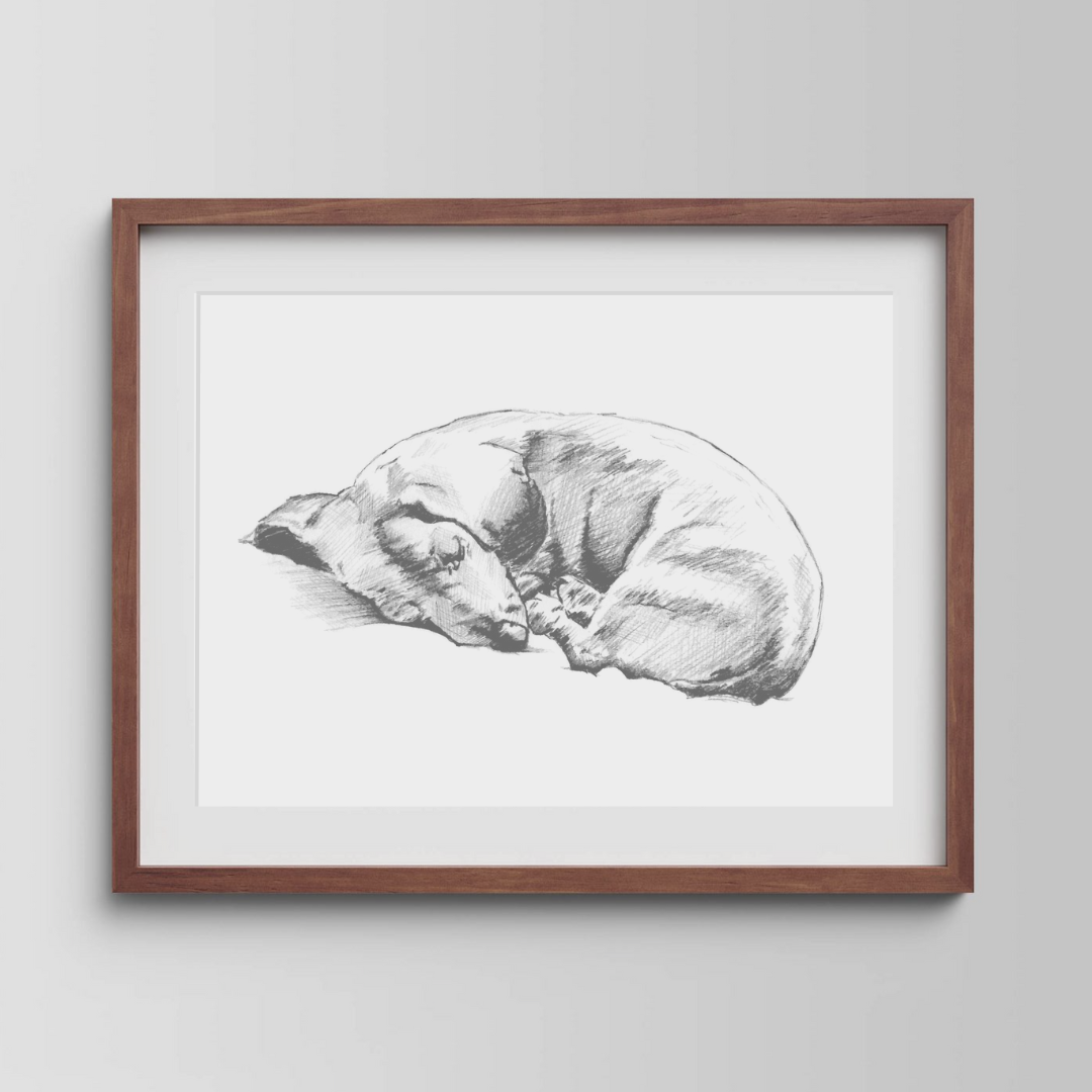 Dachshund Study