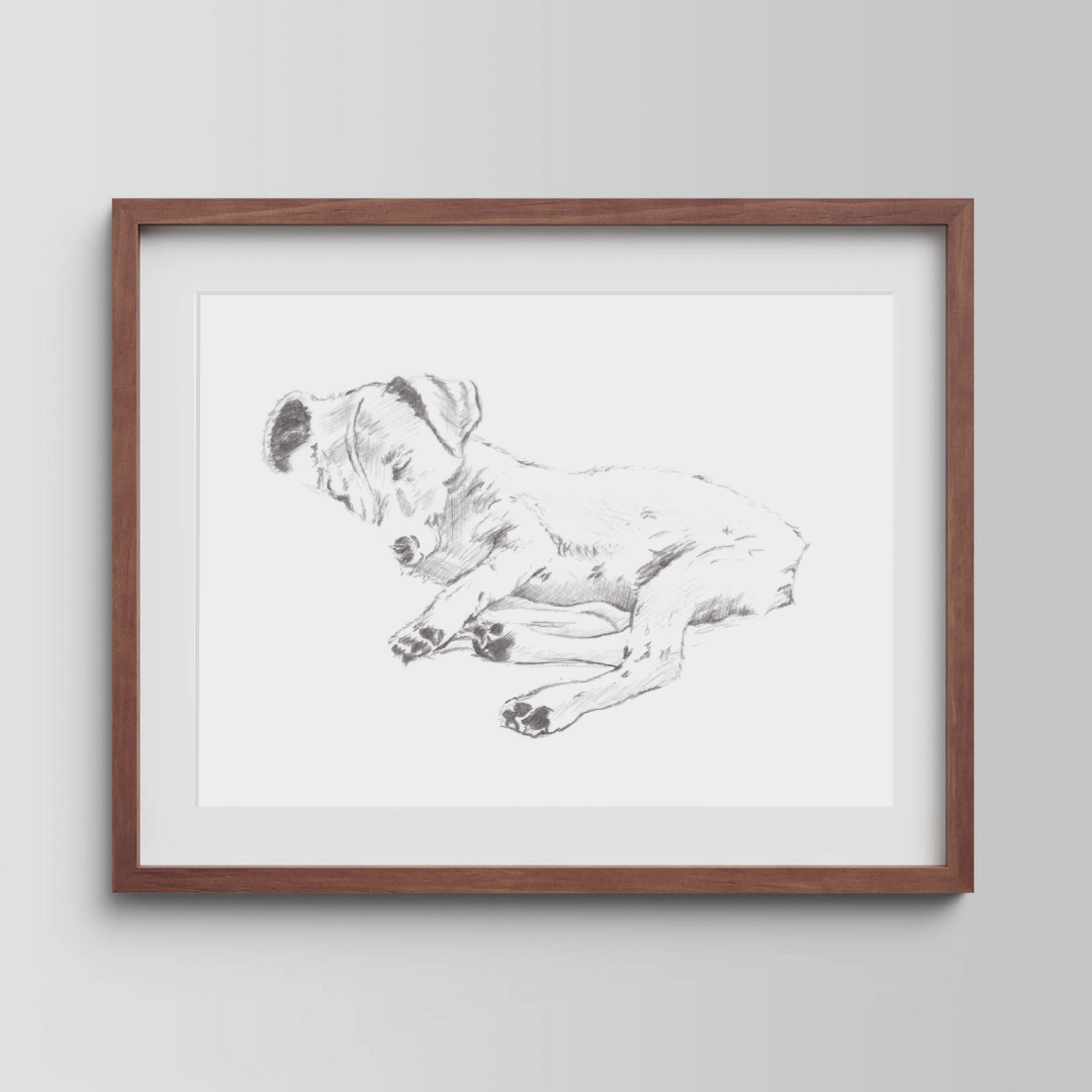 Jack Russell Terrier Study No. 1