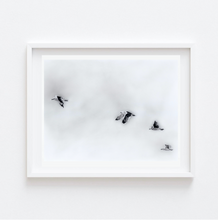 Load image into Gallery viewer, Soaring - Seagulls in Flight
