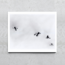 Load image into Gallery viewer, Soaring - Seagulls in Flight
